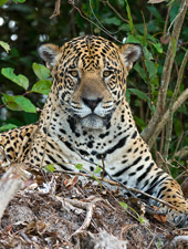 Pantanal Jaguar Extreme